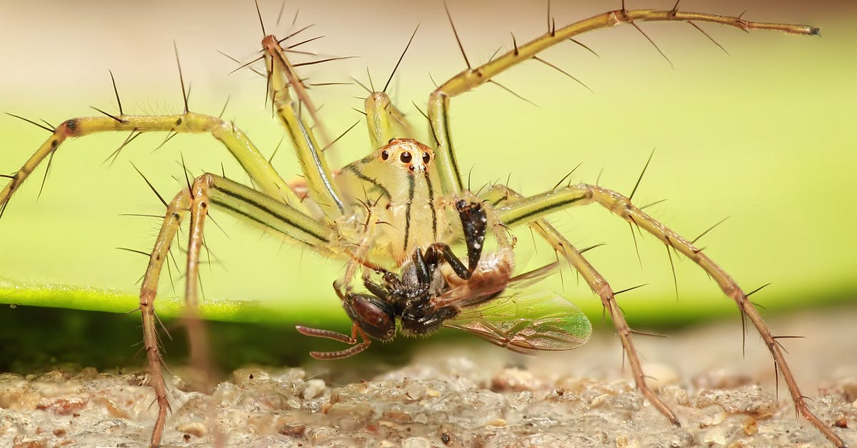 How to fly with a spider - Close-up of Insect on Plant How to fly with a spider - Close-up of Insect on Plant