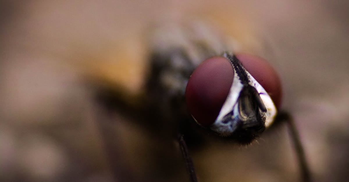 How to fly with a spider - Close-up Photography of Fly How to fly with a spider - Close-up Photography of Fly