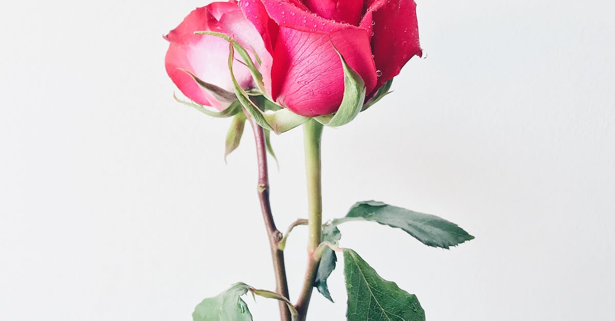 How to get from Flores to Sulawesi? - Photo of Pink Roses in Vase How to get from Flores to Sulawesi? - Photo of Pink Roses in Vase