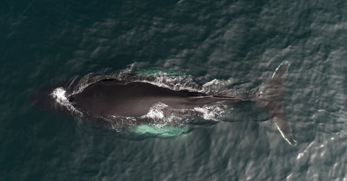 How to get from the North Sea to the Black Sea (or Aegean/Adriatic Sea) via inland waterways? - Aerial view of magnificent whale migrating to warmer waters in dark green peaceful ocean on sunny day How to get from the North Sea to the Black Sea (or Aegean/Adriatic Sea) via inland waterways? - Aerial view of magnificent whale migrating to warmer waters in dark green peaceful ocean on sunny day
