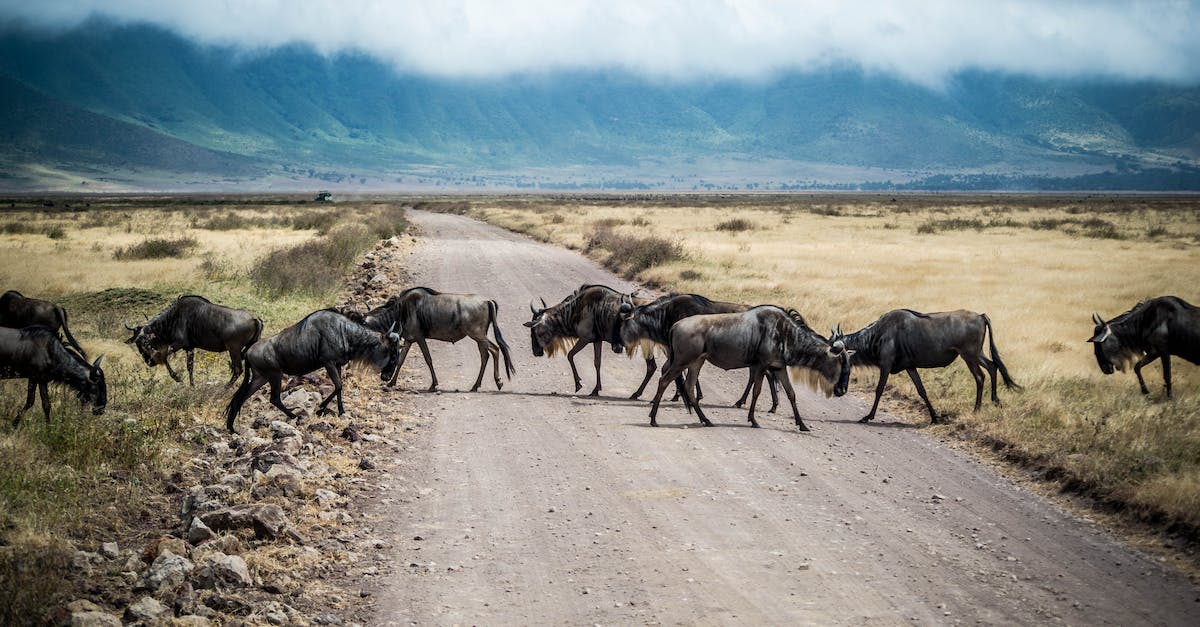 How to get into and travel across Tanzania - Herd of Wildebeest on Road How to get into and travel across Tanzania - Herd of Wildebeest on Road