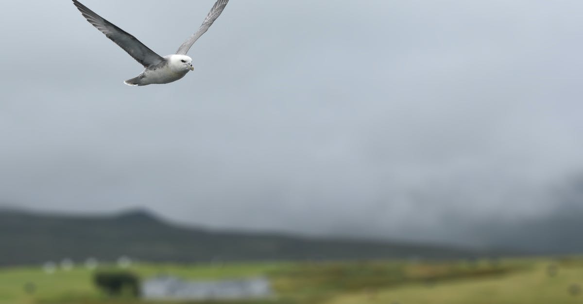 How to get to iceland without flying? - White and Gray Bird Flying How to get to iceland without flying? - White and Gray Bird Flying