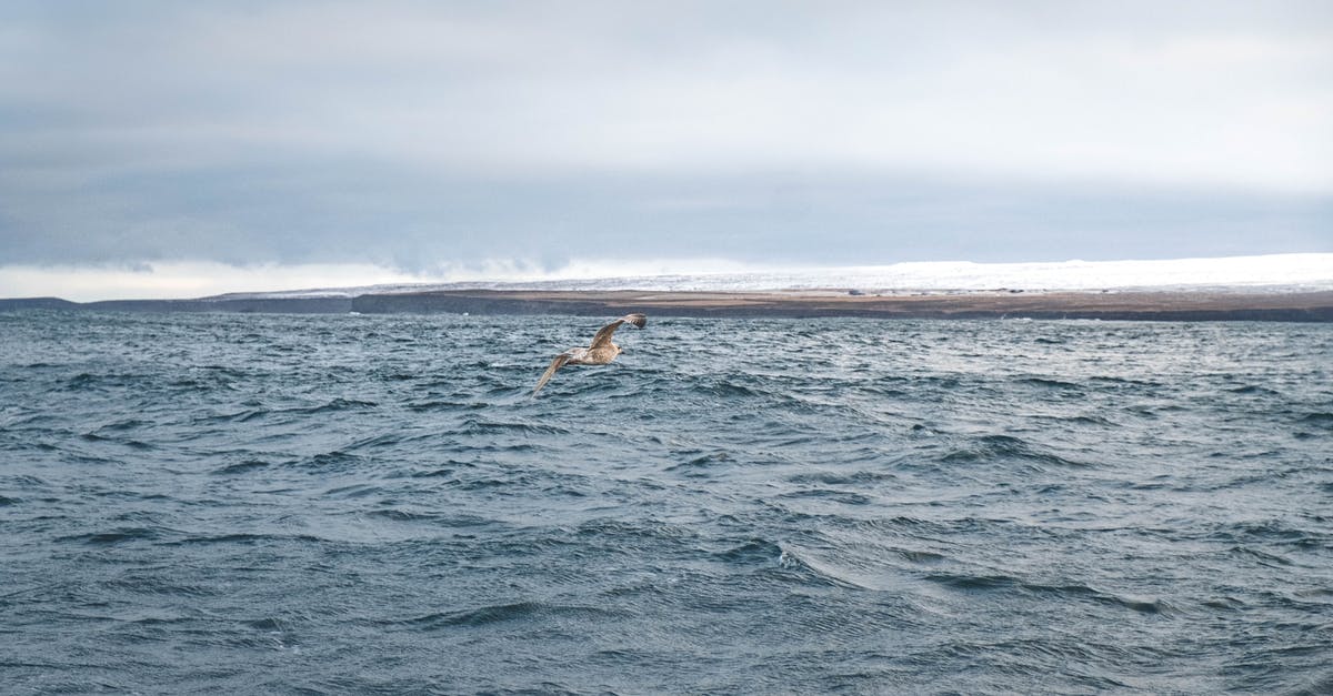 How to get to iceland without flying? - A Bird Flying over the Sea How to get to iceland without flying? - A Bird Flying over the Sea