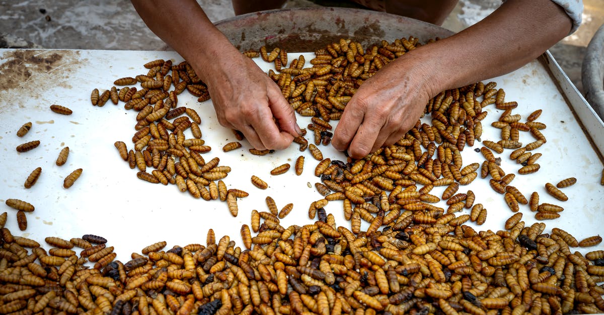 How to prepare a picky eater for Thai, Cambodian, and Vietnamese cuisine? - Crop worker with silk moth pupae How to prepare a picky eater for Thai, Cambodian, and Vietnamese cuisine? - Crop worker with silk moth pupae
