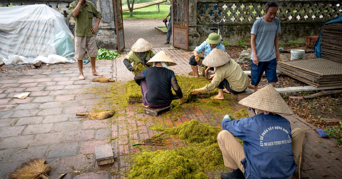 How to prepare a picky eater for Thai, Cambodian, and Vietnamese cuisine? - Unrecognizable ethnic people in Vietnamese hats placing ground green tea foliage on tray before drying process How to prepare a picky eater for Thai, Cambodian, and Vietnamese cuisine? - Unrecognizable ethnic people in Vietnamese hats placing ground green tea foliage on tray before drying process