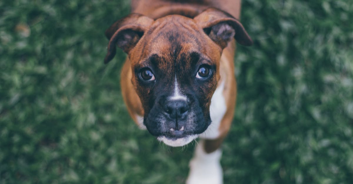 How to relocate boxer dog from Europe (Belgrade,Serbia) to US (Atlanta, Georgia)? [closed] - Shallow Focus Photography of Brindle Boxer Puppy