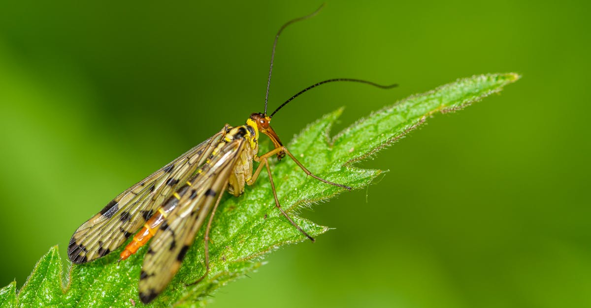 How to tip in Israel? - Black and Yellow Insect on Green Leaf How to tip in Israel? - Black and Yellow Insect on Green Leaf