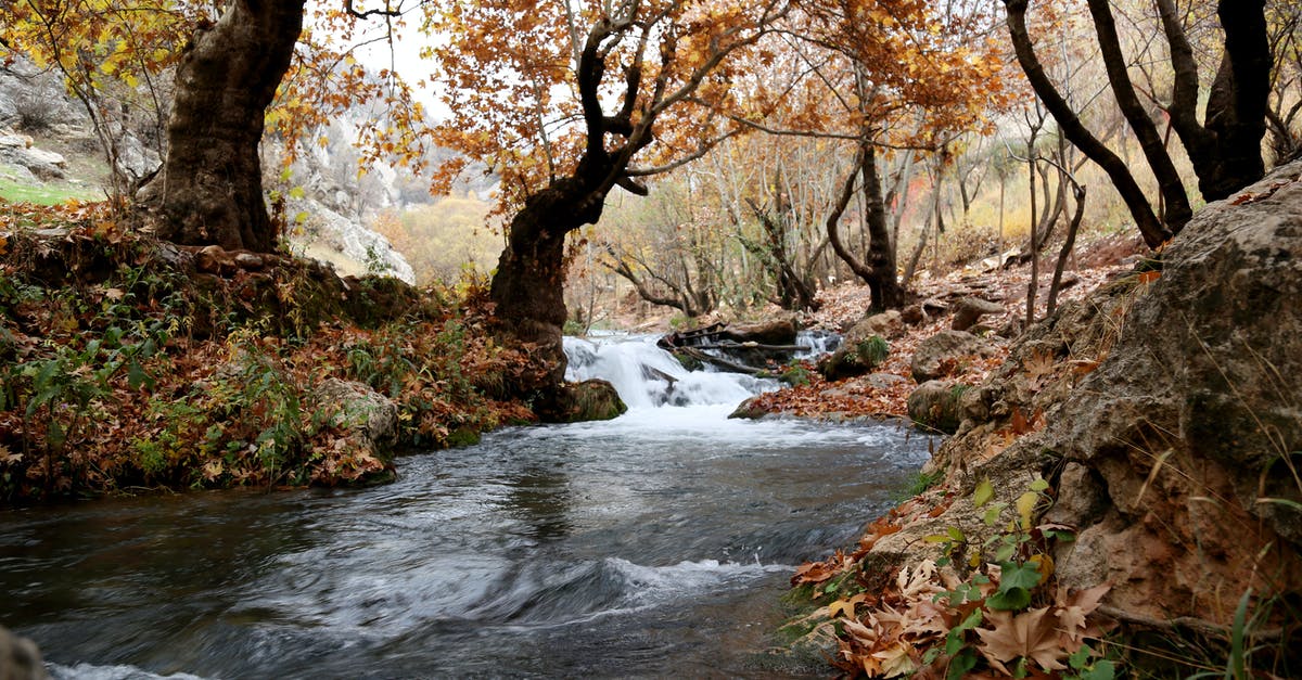 How to travel from Cedar Rapids to Chicago by bus? - River Inside Forest Near Brown Leaf Trees How to travel from Cedar Rapids to Chicago by bus? - River Inside Forest Near Brown Leaf Trees