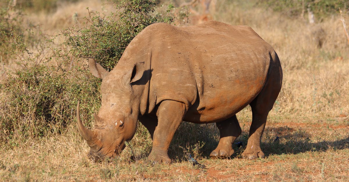 How to travel with huge sum of money? - Brown Rhino in Green Open Field How to travel with huge sum of money? - Brown Rhino in Green Open Field