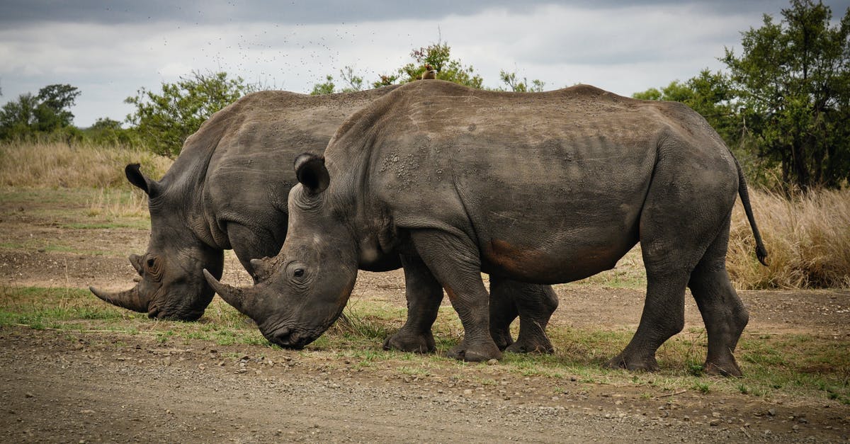 How to travel with large amounts of cash? - Two Rhino on Gray Field How to travel with large amounts of cash? - Two Rhino on Gray Field