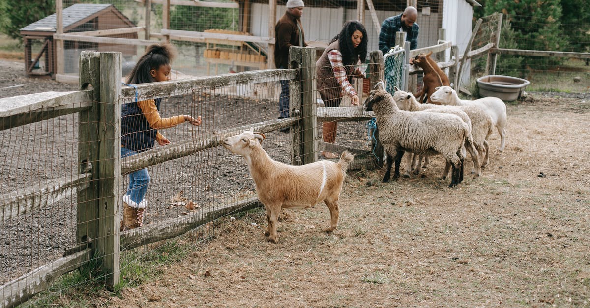 Husband and wife applying together for an Australian tourist visa. Do we apply as a group or separately? - African American family giving food to livestock animals through grid fence on farm in daylight Husband and wife applying together for an Australian tourist visa. Do we apply as a group or separately? - African American family giving food to livestock animals through grid fence on farm in daylight