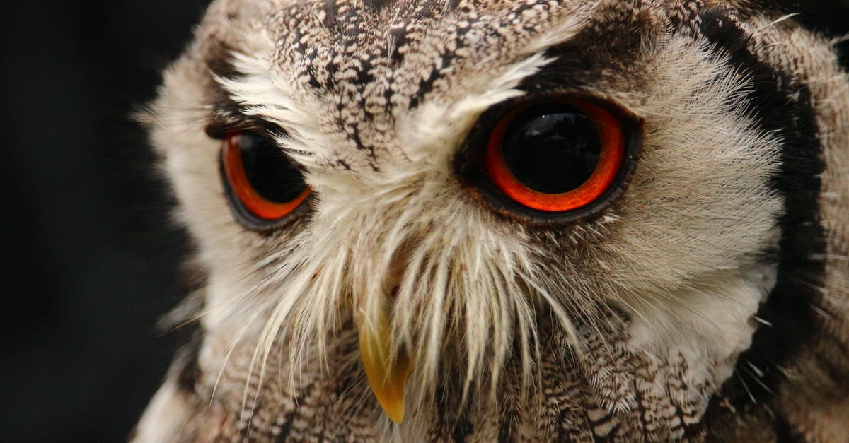 I'm looking for an airline operating flight number MYX471 [closed] - Brown Barn Owl in Close-p Photo