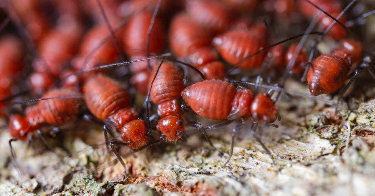 I have 2 weeks in Thailand; should I visit the north too or just explore Bangkok and then head south? [closed] - From above closeup of fearful brown termites with ribbed shells and long antennae exploring shabby surface in zoological garden