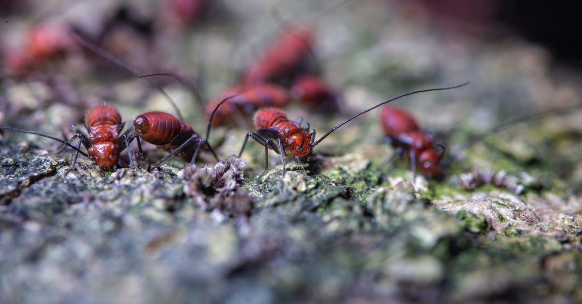 I have 2 weeks in Thailand; should I visit the north too or just explore Bangkok and then head south? [closed] - Closeup of fearful brown pismires with black antennae and paws crawling on uneven surface in zoological garden in daylight