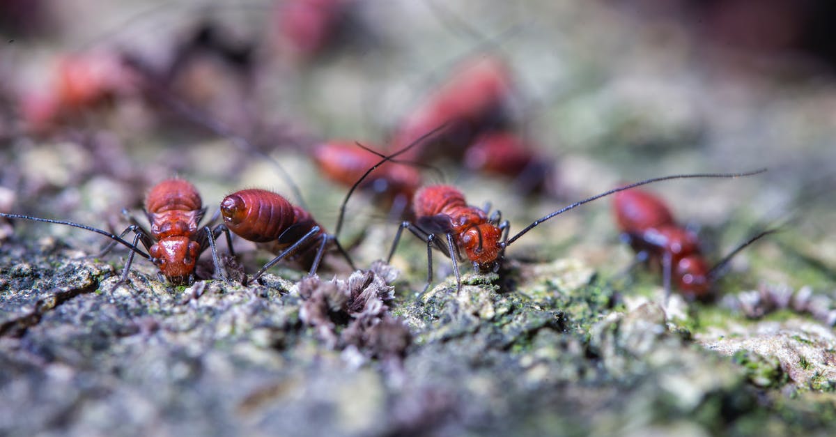 I have 2 weeks in Thailand; should I visit the north too or just explore Bangkok and then head south? [closed] - Colony of dangerous ants crawling on mossy terrain