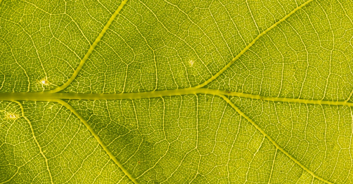 I have to attend UCLH coming from Hitchin. Which is quickest, St Pancras to Warren St Stan or Finsbury Park on Northern line? [closed] - Macro green leaf with decorative lines on surface