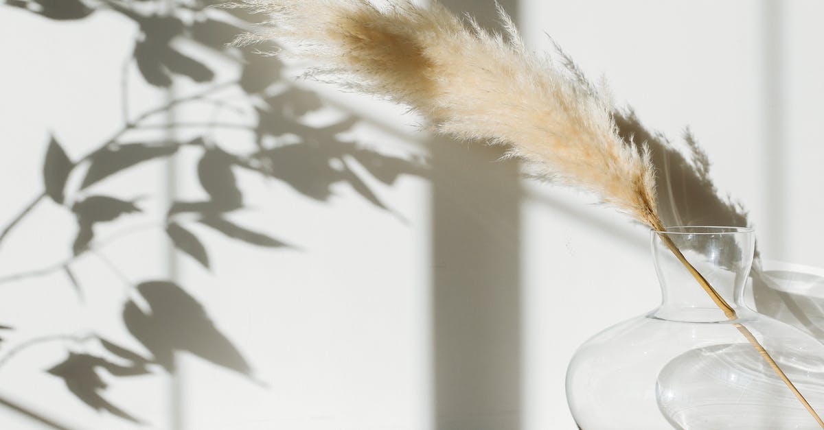 I washed and dried my passport. Can I still use it? - Dried pampas grass in glass vase placed on table against white wall with shadows I washed and dried my passport. Can I still use it? - Dried pampas grass in glass vase placed on table against white wall with shadows