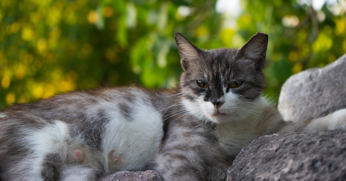 If I enter the EU through Romania and then proceed to Greece, which visa should I get? - sleepy looking cat If I enter the EU through Romania and then proceed to Greece, which visa should I get? - sleepy looking cat