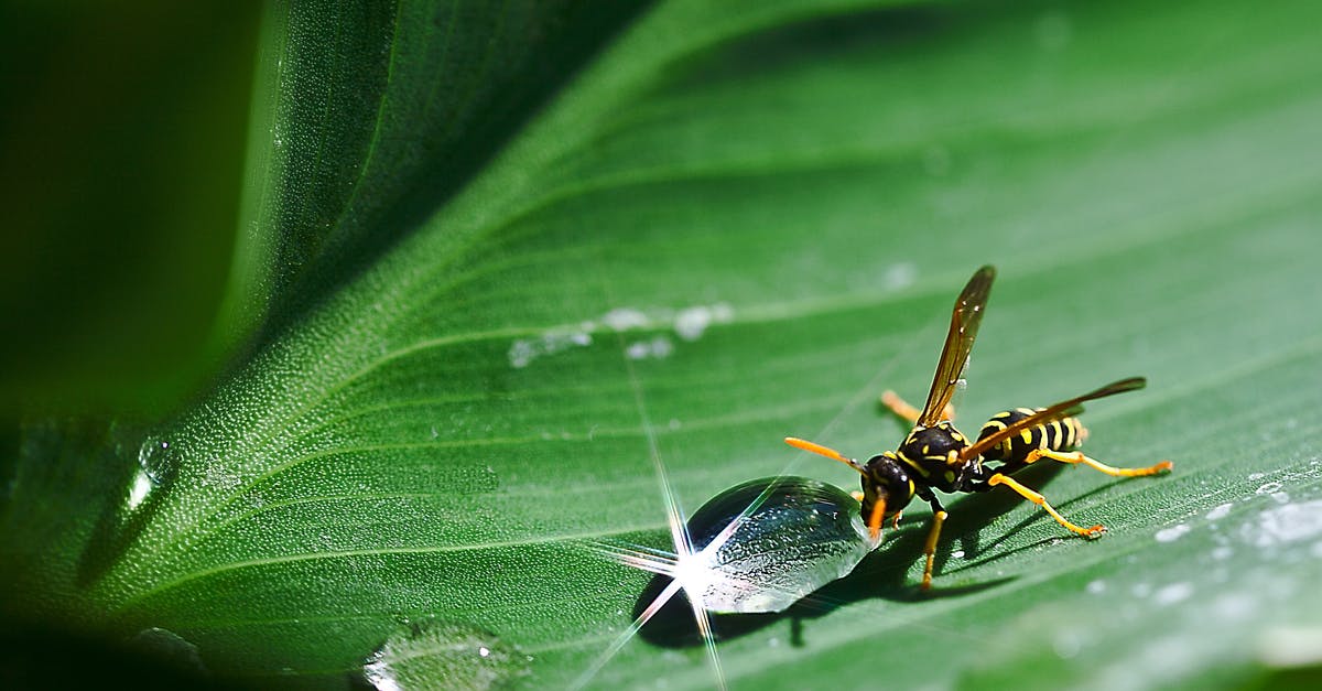 If I manage a trip drinking a little bit of local water without Delhi Belly, am I now fine in future? - Paper Wasp Beside Dew Drop on Plant Leaf If I manage a trip drinking a little bit of local water without Delhi Belly, am I now fine in future? - Paper Wasp Beside Dew Drop on Plant Leaf