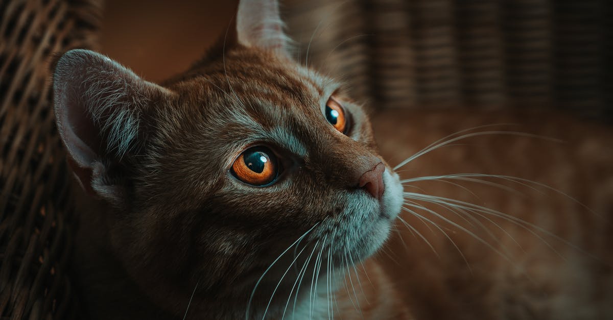 If you are planning to be away for a long trip (possibly a year or longer), do you need to have domestic health insurance with the ACA requirement? - Ginger cat with white stripes and golden eyes with long whiskers lying in wicker basket in light room
