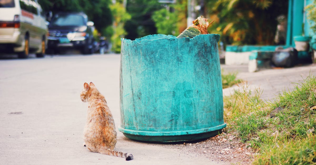 If you have a rental car from outside Germany, can you enter the environmental zones? - Red stray cat sitting on asphalt sidewalk near shabby trash can with garbage on street with cars and green trees If you have a rental car from outside Germany, can you enter the environmental zones? - Red stray cat sitting on asphalt sidewalk near shabby trash can with garbage on street with cars and green trees