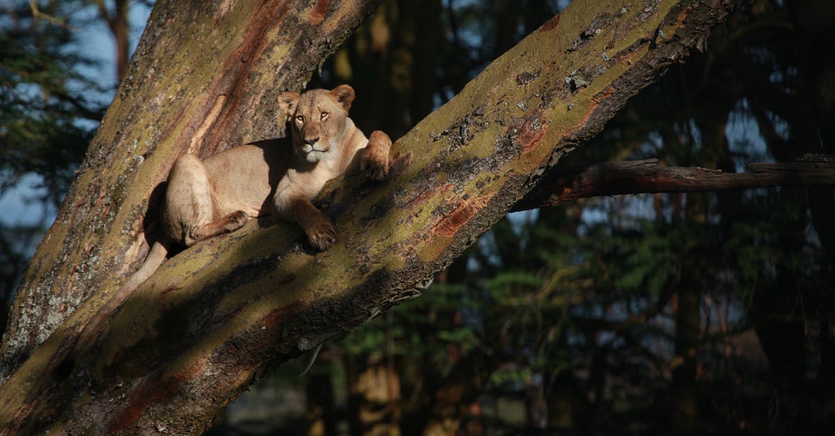 Ijen crater and batu secret zoo from Surabaya - Lioness resting on tree in woodland Ijen crater and batu secret zoo from Surabaya - Lioness resting on tree in woodland
