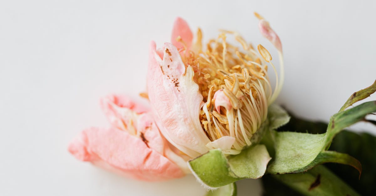 Immigrant single entry visa in old passport [closed] - Top view of fading rose with soft petals on smooth white background