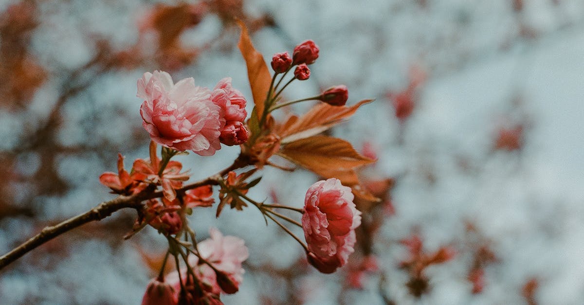 Importance of cherry blossom season in South Korea - Pink-petaled Flower In Bloom Importance of cherry blossom season in South Korea - Pink-petaled Flower In Bloom