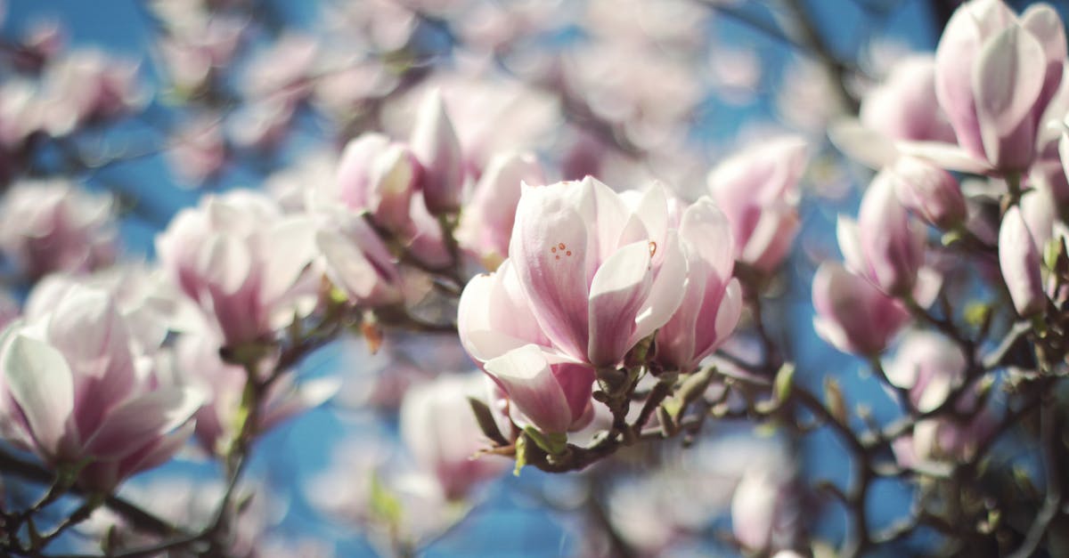 Importance of cherry blossom season in South Korea - Selective Focus Photo of White-and-pink Petaled Flowers Importance of cherry blossom season in South Korea - Selective Focus Photo of White-and-pink Petaled Flowers