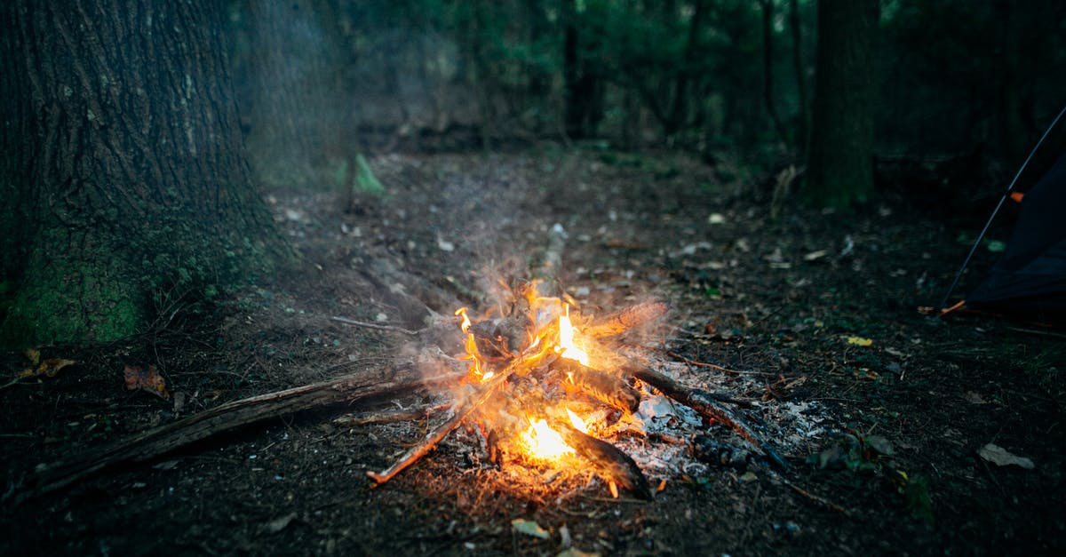 In the high season in Ontario, is it possible to camp on campsites without early pre-reservations? - High angle of firewood burning in orange campfire among green trees in forest In the high season in Ontario, is it possible to camp on campsites without early pre-reservations? - High angle of firewood burning in orange campfire among green trees in forest