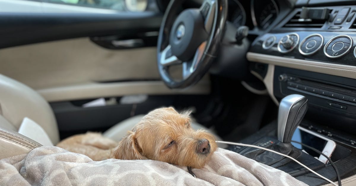 In the Vienna-Bucharest train, info about border crossings, paying for snacks and sleeping car amenities - Dog Sleeping Inside a Car