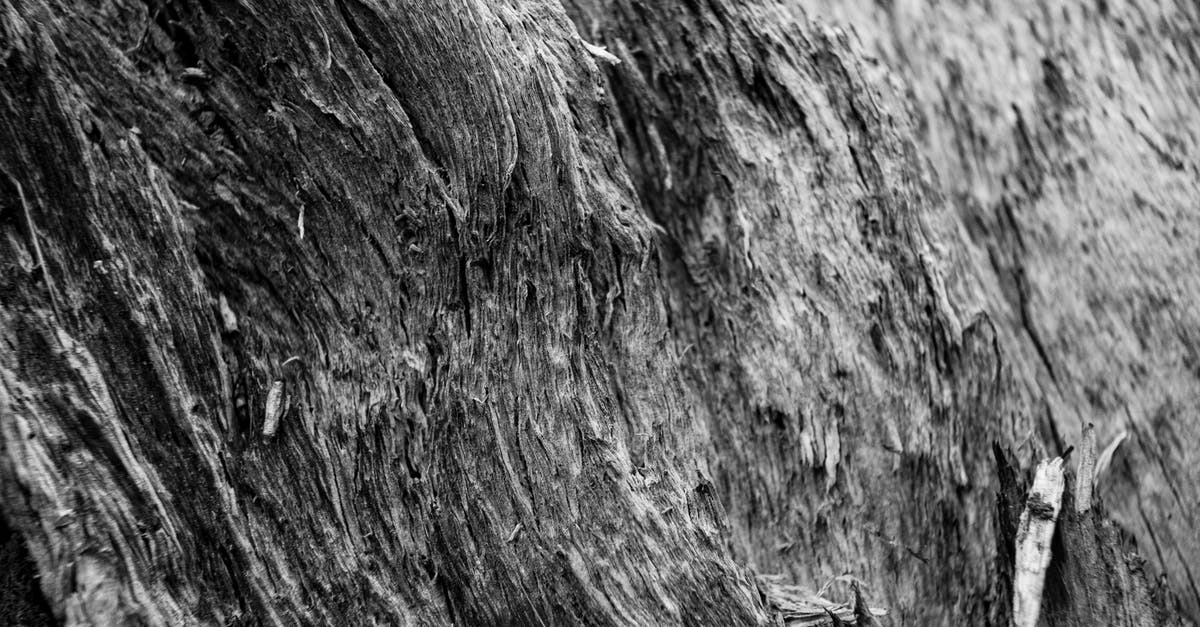 In which parts of Costa Rica do I need a 4x4 in during dry season? [closed] - Black and white of closeup of trunk of aged dry tree in daylight