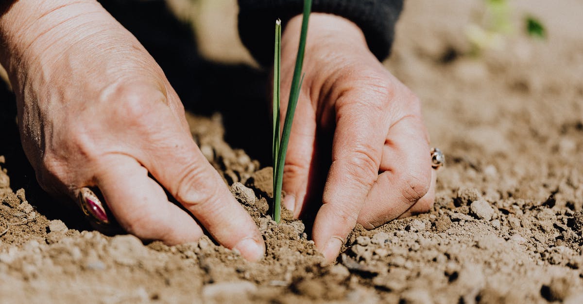 In which parts of Costa Rica do I need a 4x4 in during dry season? [closed] - Ground level of unrecognizable female gardener planting green sprout in soil while working on plantation
