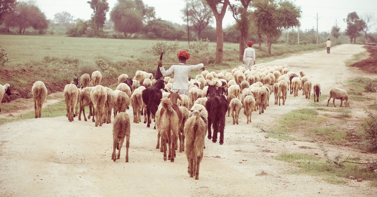India - ID proof for child traveling on domestic flight - beautiful portrait of an Indian village man shepherd walking with his sheeps on the curvy road in a nearby village during sunset. India - ID proof for child traveling on domestic flight - beautiful portrait of an Indian village man shepherd walking with his sheeps on the curvy road in a nearby village during sunset.