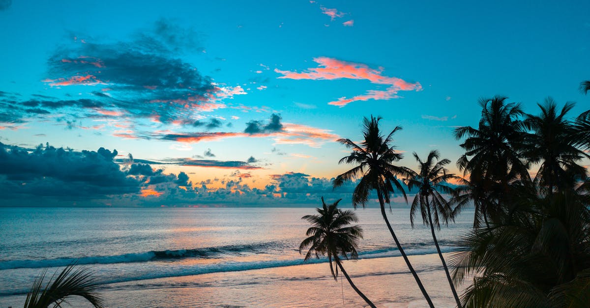Indian citizen travelling to Belize - Palm Tree Near Body of Water during Sunset Indian citizen travelling to Belize - Palm Tree Near Body of Water during Sunset