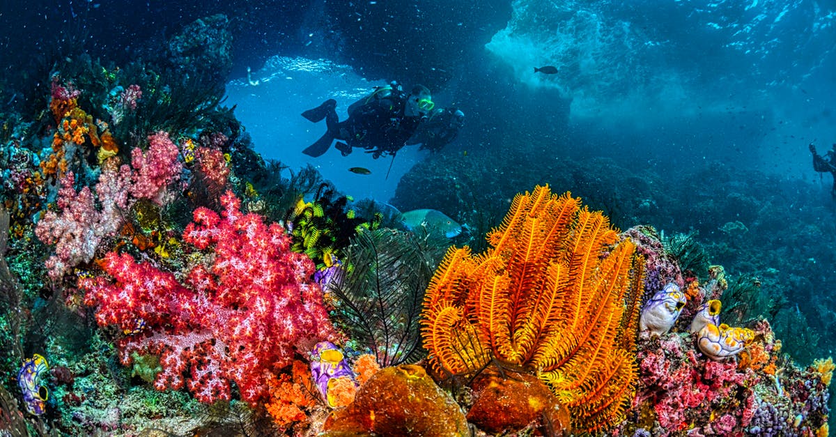 Indonesia Banyak diving - Divers Swimming Over the Corals Indonesia Banyak diving - Divers Swimming Over the Corals