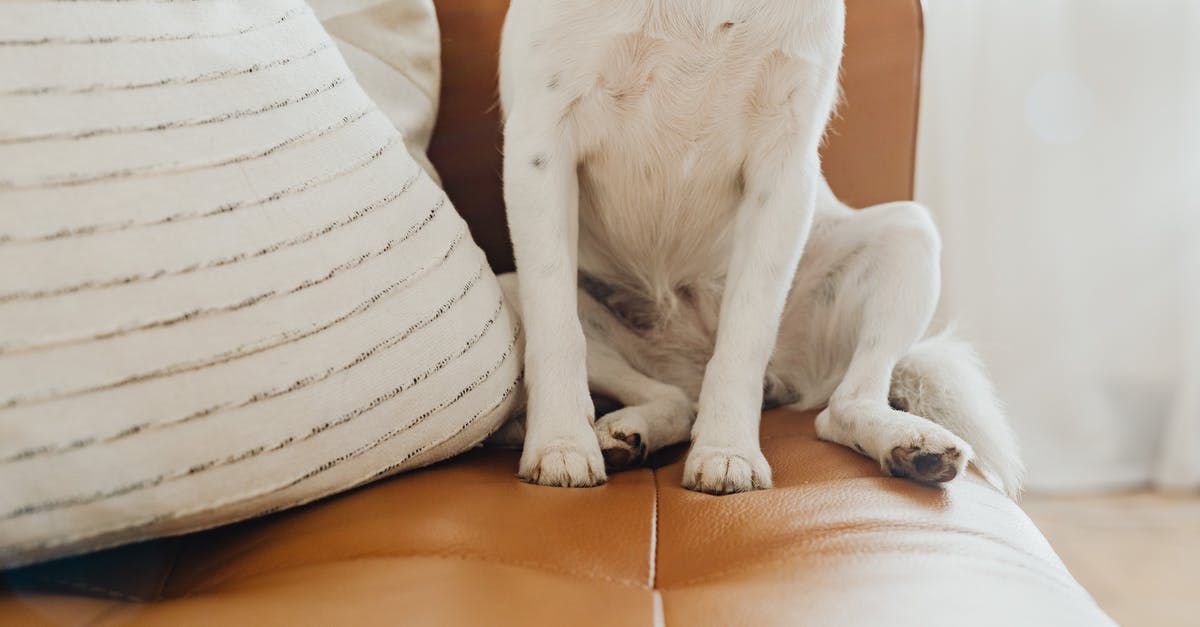 International / domestic layover [closed] - White Short Coated Puppy on Brown Leather Couch