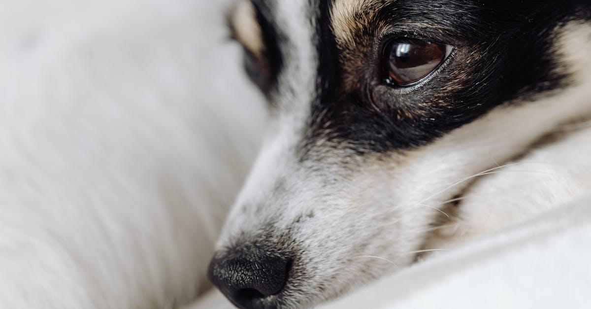 International / domestic layover [closed] - Black White and Brown Short Coated Dog