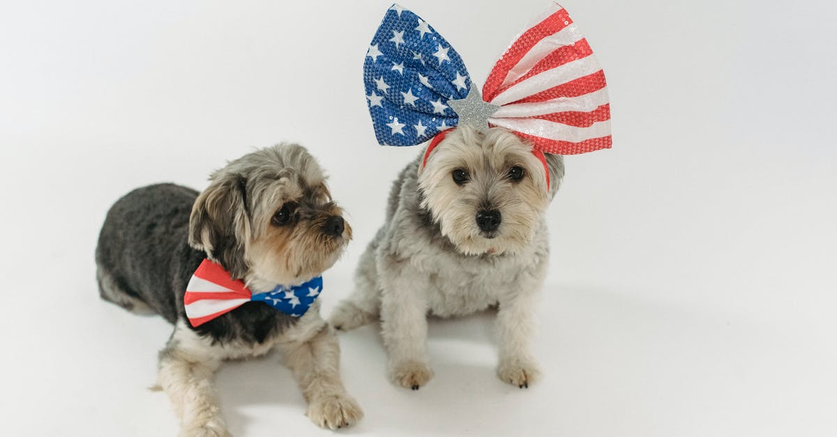 Is a US drivers license adequate for domestic flights in India? - Funny puppies with decorated bow ties and band relaxing against white background in studio Is a US drivers license adequate for domestic flights in India? - Funny puppies with decorated bow ties and band relaxing against white background in studio
