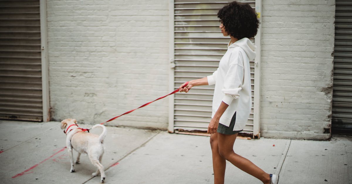 Is Amsterdam a dog friendly city? - Side view of African American female in casual outfit strolling with obedient puppy on paved street Is Amsterdam a dog friendly city? - Side view of African American female in casual outfit strolling with obedient puppy on paved street