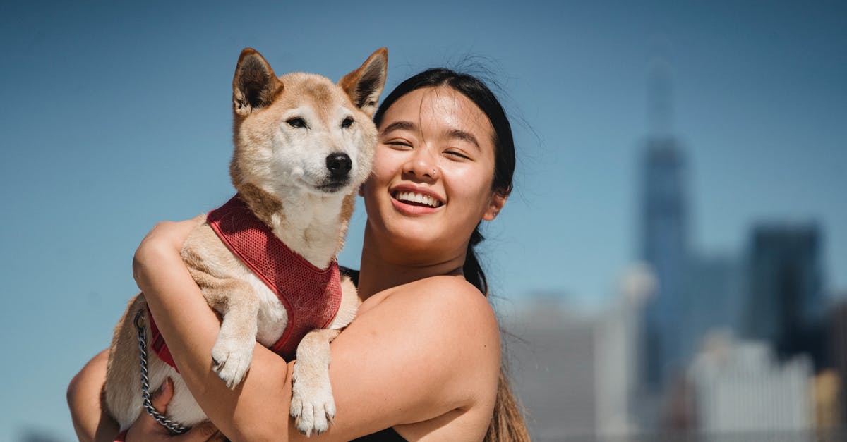 Is Amsterdam a dog friendly city? - Happy ethnic female demonstrating cute funny dog and smiling on blurred background of city Is Amsterdam a dog friendly city? - Happy ethnic female demonstrating cute funny dog and smiling on blurred background of city