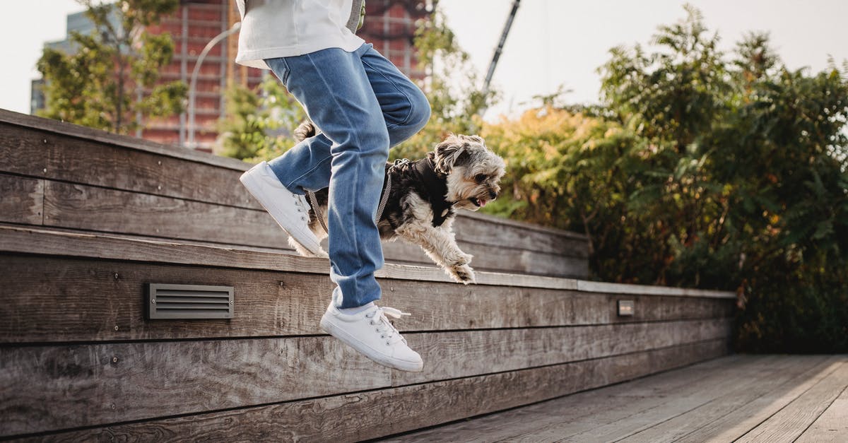 Is Amsterdam a dog friendly city? - Side view faceless person in jeans jumping on wooden stairs with funny hairy Yorkshire Terrier in lush city park Is Amsterdam a dog friendly city? - Side view faceless person in jeans jumping on wooden stairs with funny hairy Yorkshire Terrier in lush city park