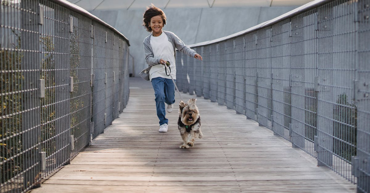 Is Amsterdam a dog friendly city? - Full body cheerful ethnic boy in casual wear running with funny fluffy Yorkshire Terrier on leash along narrow wooden bridge in park Is Amsterdam a dog friendly city? - Full body cheerful ethnic boy in casual wear running with funny fluffy Yorkshire Terrier on leash along narrow wooden bridge in park