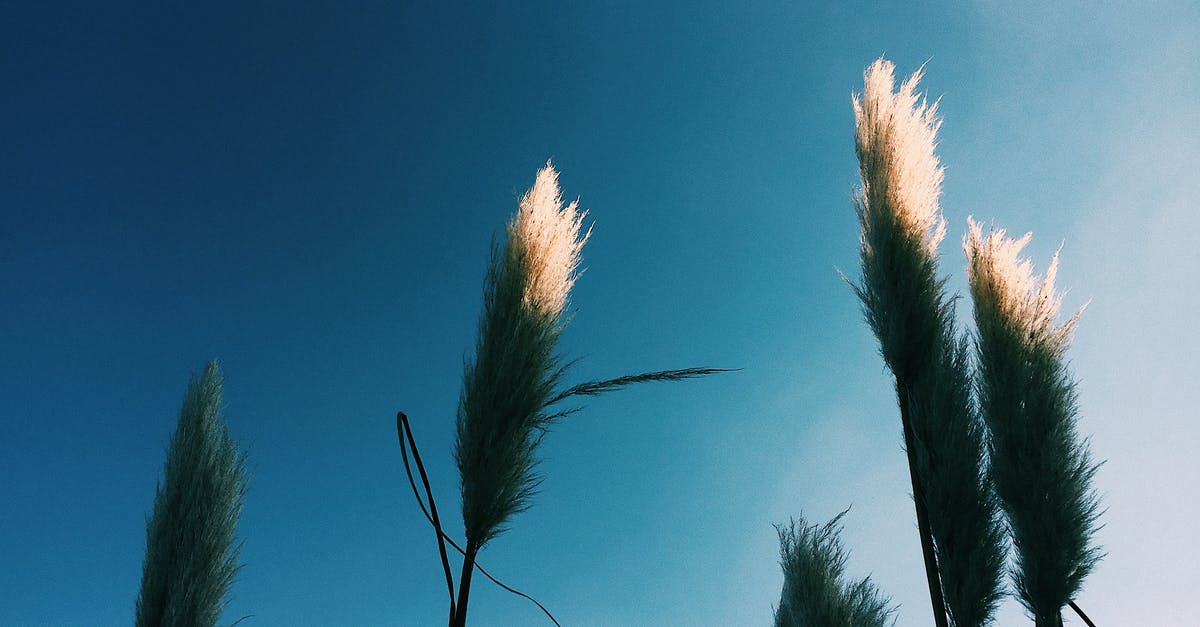 Is an OysterCard worth it for occasional 1-day visits from outside London? - Low angle of Cortaderia plant with thin stalks with leaves and white fluffy panicles on inflorescence growing in nature under blue cloudless sky in sunny day Is an OysterCard worth it for occasional 1-day visits from outside London? - Low angle of Cortaderia plant with thin stalks with leaves and white fluffy panicles on inflorescence growing in nature under blue cloudless sky in sunny day