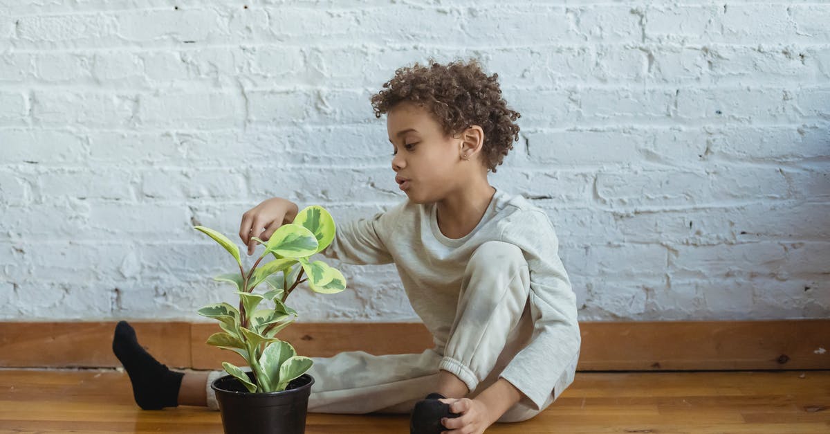 Is appearance important at the border? - Calm black boy with flowerpot Is appearance important at the border? - Calm black boy with flowerpot