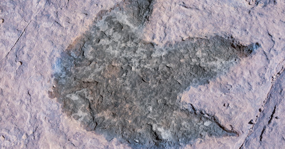 Is Badlands unique or are there similar parks to go Dinosaur fossil hunting? - Photograph of a Fossil Footprint Is Badlands unique or are there similar parks to go Dinosaur fossil hunting? - Photograph of a Fossil Footprint