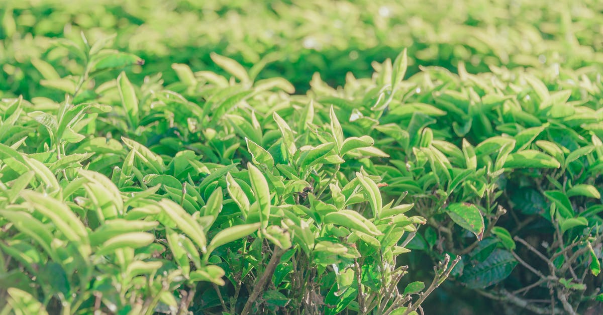 Is bringing tea from coca leaves to Europe illegal? - Person Holding Tea Cup During Tea Ceremony Is bringing tea from coca leaves to Europe illegal? - Person Holding Tea Cup During Tea Ceremony