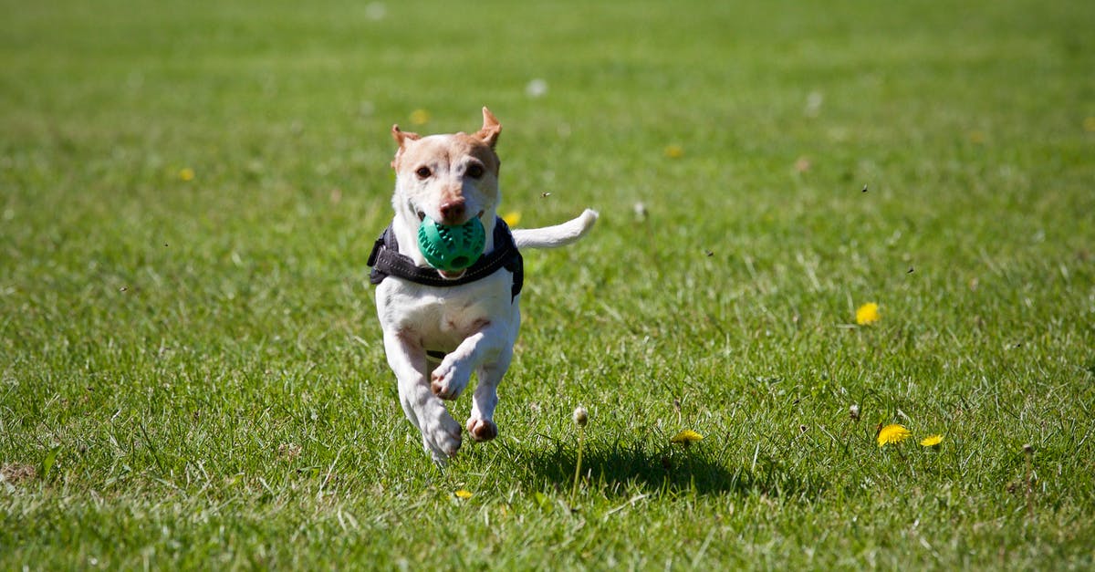 Is France a dog friendly country? [closed] - Dog Running on Grass