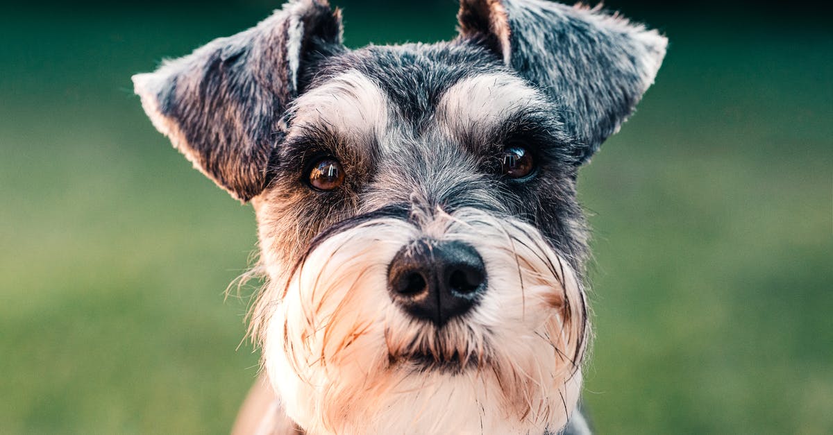 Is France a dog friendly country? [closed] - Black and White Long Coated Small Sized Dog