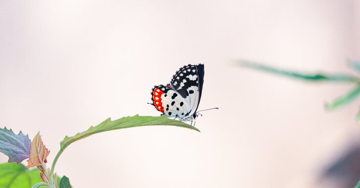 Is is possible to skip the middle leg of a flight? - Side view of butterfly with spotted ornament on wings and long antennae sitting on bright leaf in daylight Is is possible to skip the middle leg of a flight? - Side view of butterfly with spotted ornament on wings and long antennae sitting on bright leaf in daylight